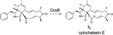 Graphical abstract: Explorations of fungal biosynthesis of reduced polyketides – a personal viewpoint