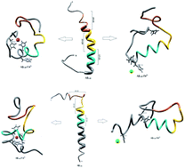 Graphical abstract: Role of zinc and copper metal ions in amyloid β-peptides Aβ1–40 and Aβ1–42 aggregation