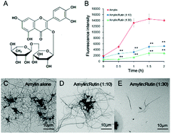 Graphical abstract: Rutin inhibits amylin-induced neurocytotoxicity and oxidative stress