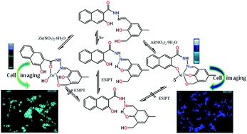 Graphical abstract: ESIPT blocked CHEF based differential dual sensor for Zn2+ and Al3+in a pseudo-aqueous medium with intracellular bio-imaging applications and computational studies