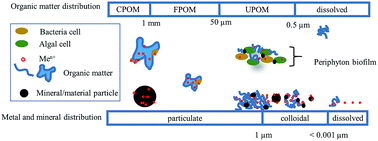 Graphical abstract: Controls on metal exposure to aquatic organisms in urban streams