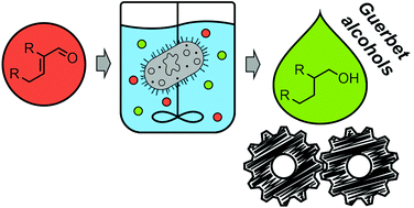 Graphical abstract: Design of recombinant whole-cell catalysts for double reduction of C [[double bond, length as m-dash]] C and C [[double bond, length as m-dash]] O bonds in enals and application in the synthesis of Guerbet alcohols as industrial bulk chemicals for lubricants