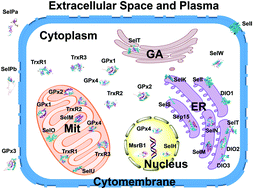 Graphical abstract: Biochemical characterization of the selenoproteome in Gallus gallus via bioinformatics analysis: structure–function relationships and interactions of binding molecules