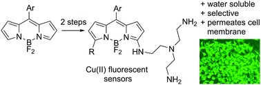 Graphical abstract: Efficient two-step synthesis of water soluble BODIPY–TREN chemosensors for copper(ii) ions