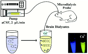 Graphical abstract: Ratiometric fluorescence monitoring of cerebral Cu2+ based on coumarin-labeled DNA coupled with the Cu2+-induced oxidation of o-phenylenediamine