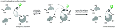 Graphical abstract: Recognition-driven chemical labeling of endogenous proteins in multi-molecular crowding in live cells