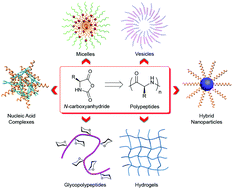 Graphical abstract: Synthetic polypeptides: from polymer design to supramolecular assembly and biomedical application