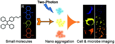 Graphical abstract: Organic nanostructure-based probes for two-photon imaging of mitochondria and microbes with emission between 430 nm and 640 nm