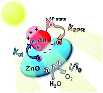 Graphical abstract: Plasmon-mediated charge dynamics and photoactivity enhancement for Au-decorated ZnO nanocrystals