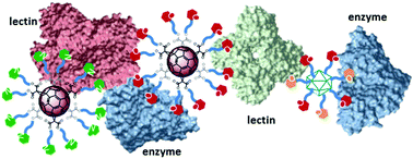 Graphical abstract: Multivalency as an action principle in multimodal lectin recognition and glycosidase inhibition: a paradigm shift driven by carbon-based glyconanomaterials