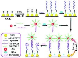 Graphical abstract: Electrochemiluminescence biosensing based on different modes of switching signals