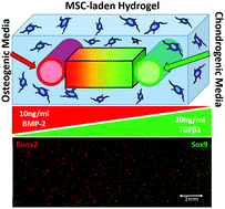 Graphical abstract: Spatiotemporal control and modeling of morphogen delivery to induce gradient patterning of stem cell differentiation using fluidic channels