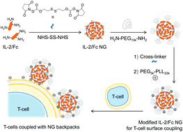 Graphical abstract: Redox-responsive interleukin-2 nanogel specifically and safely promotes the proliferation and memory precursor differentiation of tumor-reactive T-cells