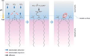 Graphical abstract: Formation of N-nitrosamines by micelle-catalysed nitrosation of aliphatic secondary amines