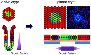 Graphical abstract: Formation of arrays of planar, murine, intestinal crypts possessing a stem/proliferative cell compartment and differentiated cell zone