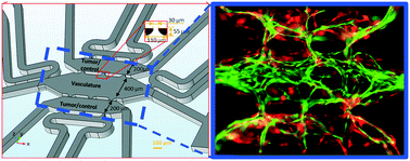 Graphical abstract: Tumor-on-a-chip platform to investigate progression and drug sensitivity in cell lines and patient-derived organoids