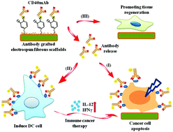 Graphical abstract: An immunological electrospun scaffold for tumor cell killing and healthy tissue regeneration