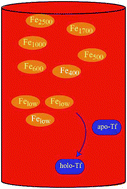 Graphical abstract: Low-molecular-mass iron in healthy blood plasma is not predominately ferric citrate