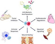 Graphical abstract: The renaissance of nitric oxide: from improvement of stability to enhancement of endocytosis