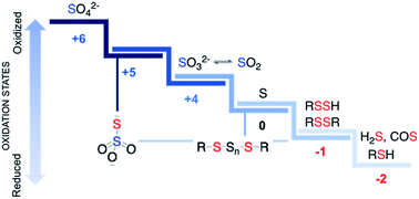 Graphical abstract: Small molecule generators of biologically reactive sulfur species