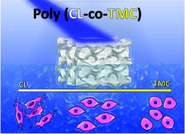 Graphical abstract: Poly(caprolactone-co-trimethylenecarbonate) urethane acrylate resins for digital light processing of bioresorbable tissue engineering implants