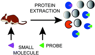 Graphical abstract: Target engagement approaches for pharmacological evaluation in animal models