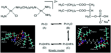 Graphical abstract: Influence of geometric isomerism on the binding of platinum anticancer agents with phospholipids