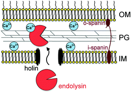 Graphical abstract: Investigation of the calcium-induced activation of the bacteriophage T5 peptidoglycan hydrolase promoting host cell lysis