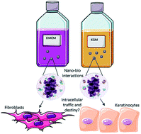 Graphical abstract: Rutile nano–bio-interactions mediate dissimilar intracellular destiny in human skin cells