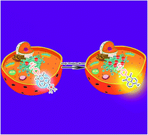 Graphical abstract: Ratiometric fluorescence imaging of Golgi H2O2 reveals a correlation between Golgi oxidative stress and hypertension