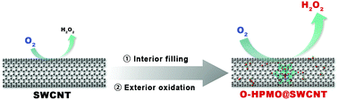 Graphical abstract: Enhancing the production of hydrogen peroxide from electrocatalytic oxygen reduction reaction by tailoring the electronic states of single-walled carbon nanotubes: a synergistic effect from interior filling and exterior oxidation