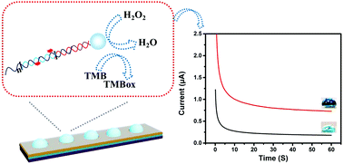 Graphical abstract: A colorimetric and electrochemical dual-mode biosensor for thrombin using a magnetic separation technique