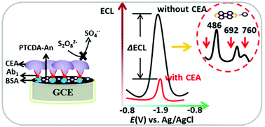 Graphical abstract: A perylenetetracarboxylic dianhydride and aniline-assembled supramolecular nanomaterial with multi-color electrochemiluminescence for a highly sensitive label-free immunoassay