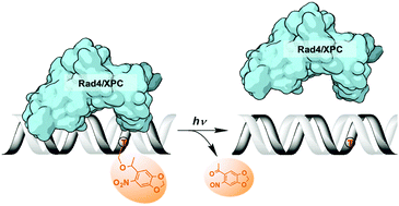 Graphical abstract: Light-induced modulation of DNA recognition by the Rad4/XPC damage sensor protein