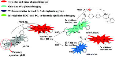 Graphical abstract: A three-channel fluorescent probe to image mitochondrial stress