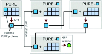 Graphical abstract: Probing self-regeneration of essential protein factors required for in vitro translation activity by serial transfer