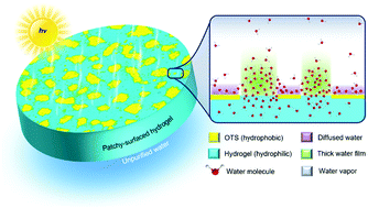 Graphical abstract: Tailoring surface wetting states for ultrafast solar-driven water evaporation