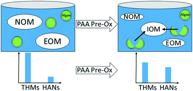 Graphical abstract: Assessing disinfection byproduct risks for algal impacted surface waters and the effects of peracetic acid pre-oxidation