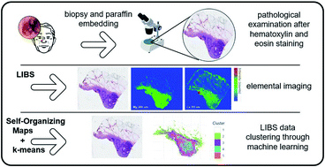 Graphical abstract: Imaging margins of skin tumors using laser-induced breakdown spectroscopy and machine learning