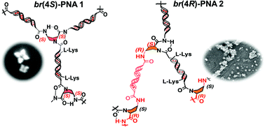 Graphical abstract: Silver assisted stereo-directed assembly of branched peptide nucleic acids into four-point nanostars