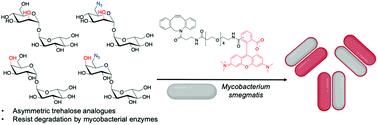 Graphical abstract: Asymmetric trehalose analogues to probe disaccharide processing pathways in mycobacteria