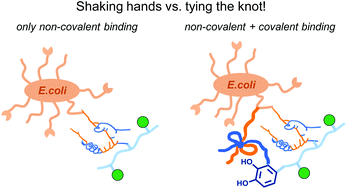 Graphical abstract: Catechol-functionalized sequence-defined glycomacromolecules as covalent inhibitors of bacterial adhesion