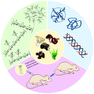 Graphical abstract: Natural polysaccharides with different conformations: extraction, structure and anti-tumor activity