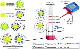 Graphical abstract: Rapid ultra-sensitive diagnosis of clostridium difficile infection using a SERS-based lateral flow assay