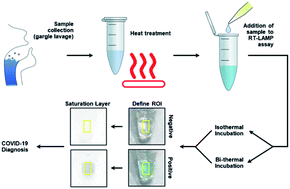 Graphical abstract: Uncovering mechanisms of RT-LAMP colorimetric SARS-CoV-2 detection to improve assay reliability