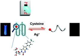 Graphical abstract: Synthesis and application of a 19F-labeled fluorescent nucleoside as a dual-mode probe for i-motif DNAs