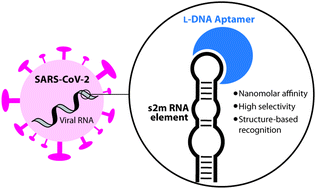 Graphical abstract: Targeting a conserved structural element from the SARS-CoV-2 genome using l-DNA aptamers