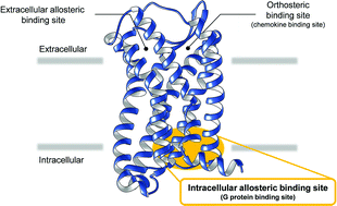 Graphical abstract: Targeting chemokine receptors from the inside-out: discovery and development of small-molecule intracellular antagonists