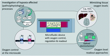 Graphical abstract: Oxygen control: the often overlooked but essential piece to create better in vitro systems