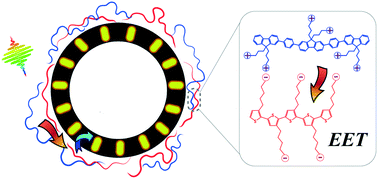 Graphical abstract: Conjugated polyelectrolyte-based ternary exciton funnels via liposome scaffolds